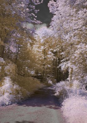 a road with trees on eithe