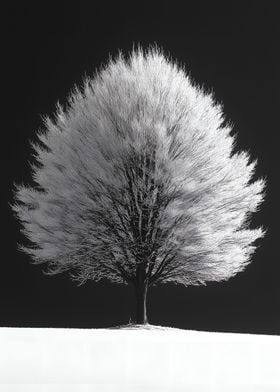 Tree in Center Snow Land 