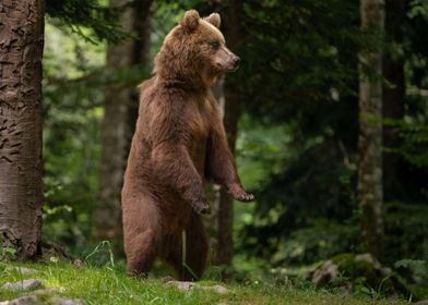 Brown Bear Upright