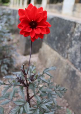 Red Flower