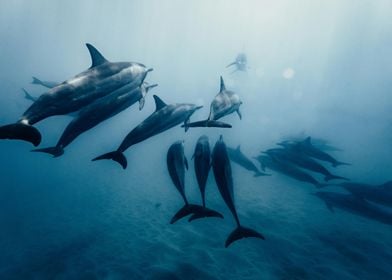 dolphins fish