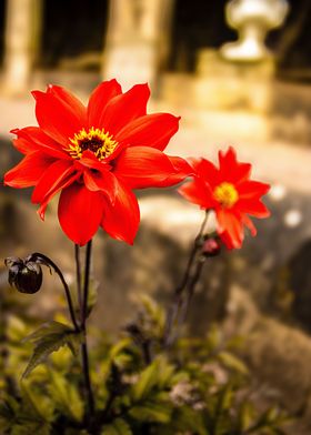 2 Red flowers