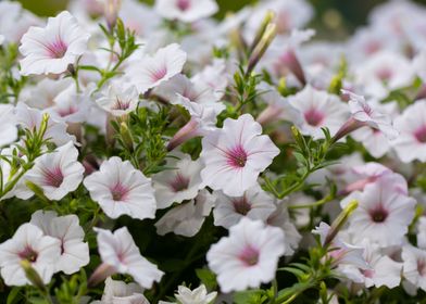 White and pink flowers