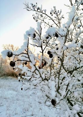 a snow covered tree in a