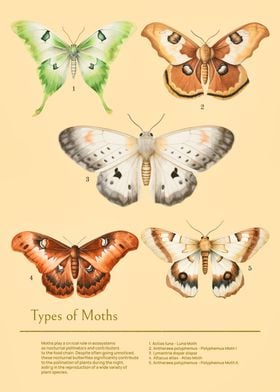 Types of moths