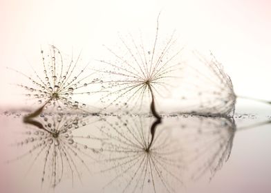 Dandelions and drops