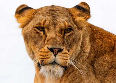 Lion Portrait