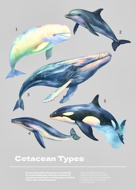 Cetacean Type