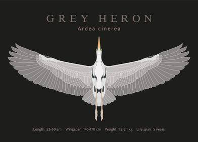 Grey heron