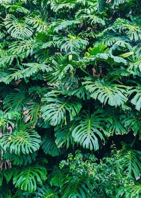 Monstera leaves plant wall