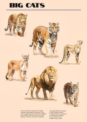 Big Cats