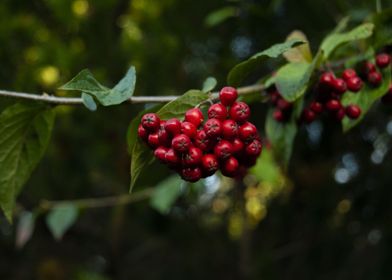 Rowan Berries