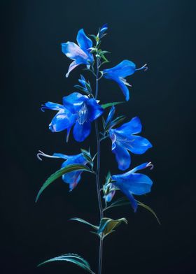 Elegant Lobelia Flower