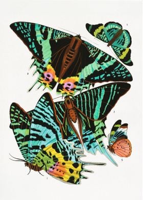 Vintage butterfly 4