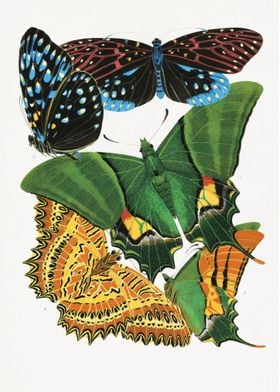 Vintage butterfly 5