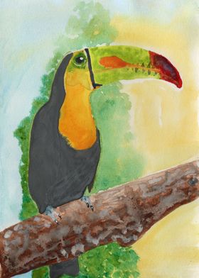 Tropical Toucan