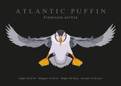 Atlantic puffin 