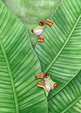 Red eyed tree frogs