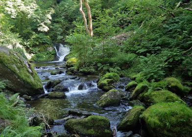 Dolgoch Falls Nature