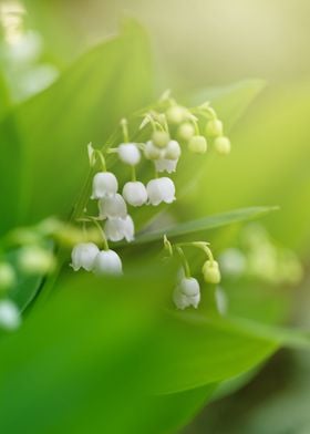 Lilies of the valley