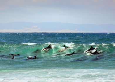 Surfing Dolphins in Action