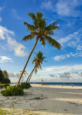 Palm trees and sunny beach