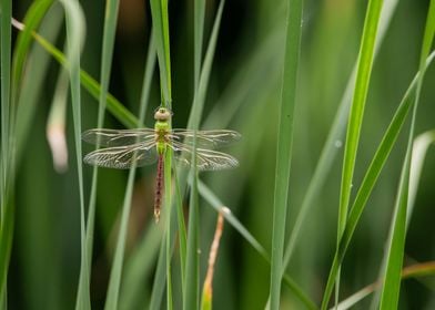 Dragonfly in the grass