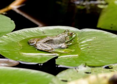 Bullfrog on a lily pad