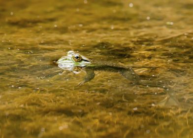 Bullfrog floating in water