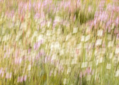 Blurred blooming prairie