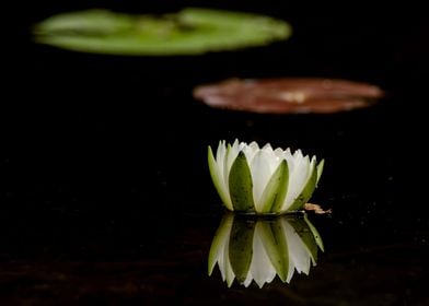 Water lily with lily pads