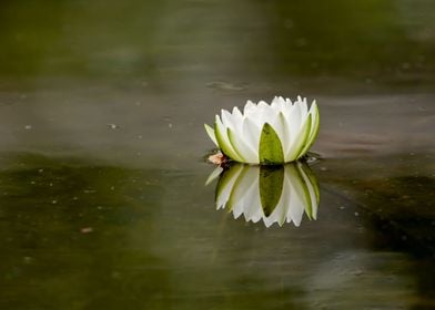 Waterlily with reflection