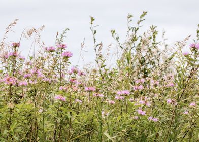 Bright prairie landscape