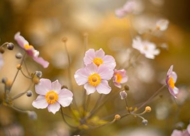 Japanese anemone flowers