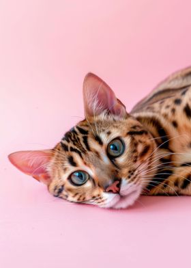 Bengal Cat on Pink