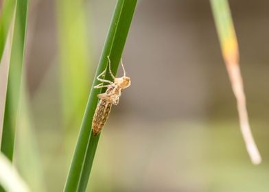 Dragonfly nymph molting