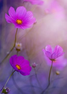 Purple cosmos flowers