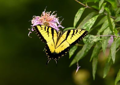 Swallowtail butterfly