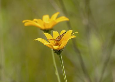 Butterfly on yellow flower