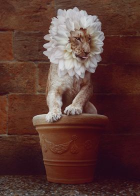 Little Flower Lion