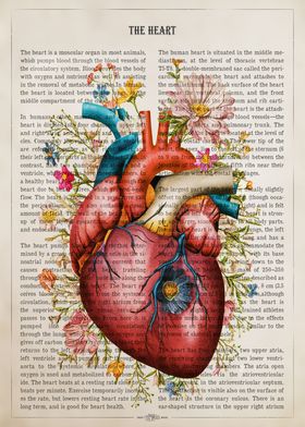 Heart Anatomy