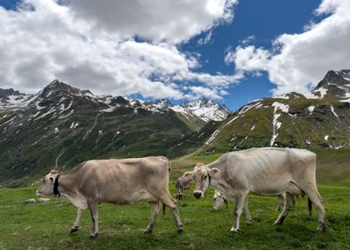 Cows And Alpine Serenity