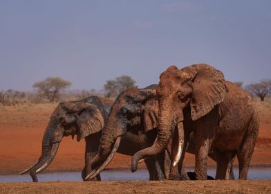 3 elephants caked in mud