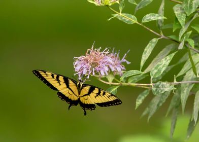 Yellow tiger swallowtail