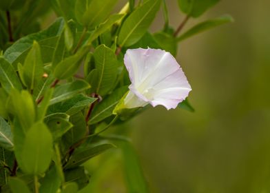 White flower on green 