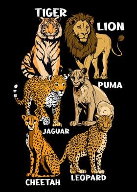 Wildcats Jaguar Lion Puma