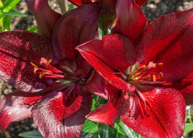 Dark red lily