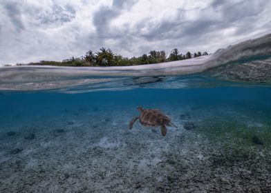 Maldivian Green Sea Turtle