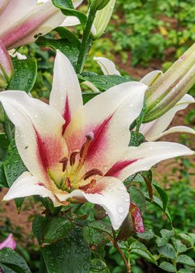 White pink lily