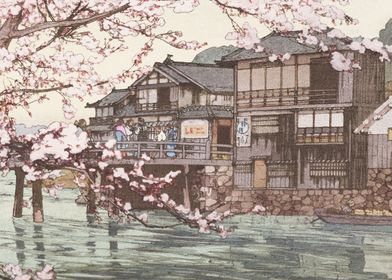 Cherry Trees at Hayase 